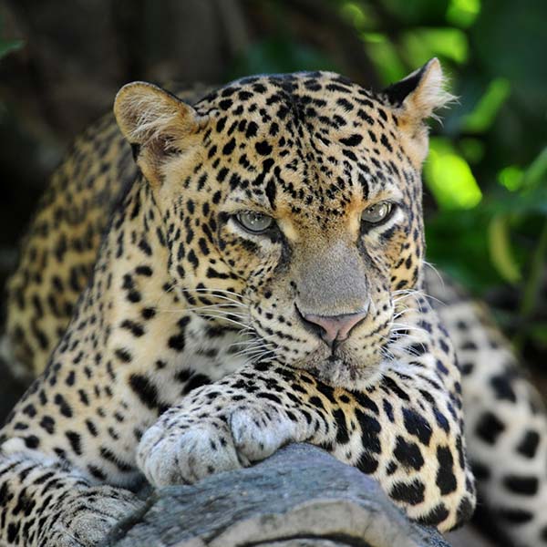 Excursions in sri lanka Excursions in sri lanka