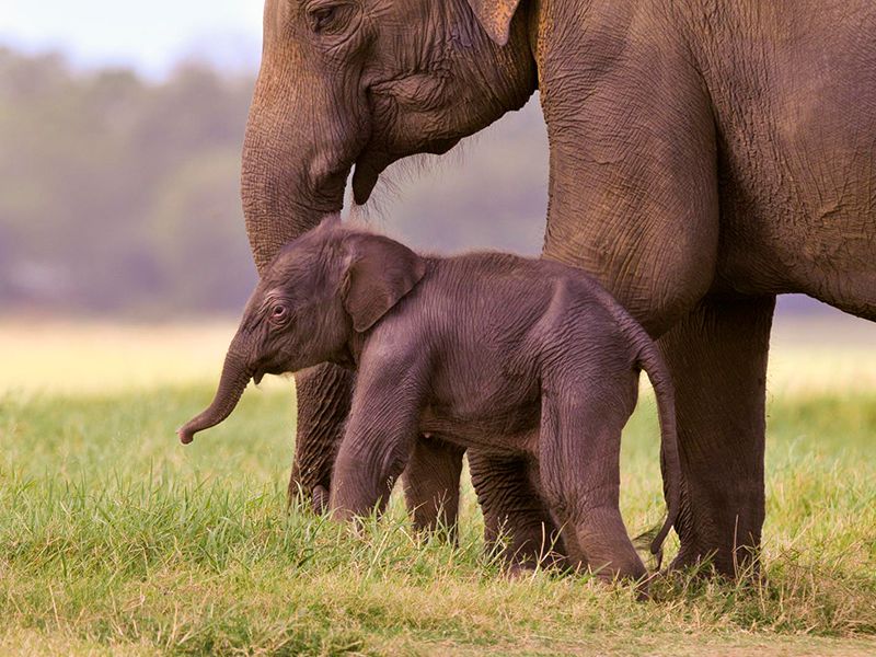 Baby Elephants roaming the grasslands alongside their Mother
